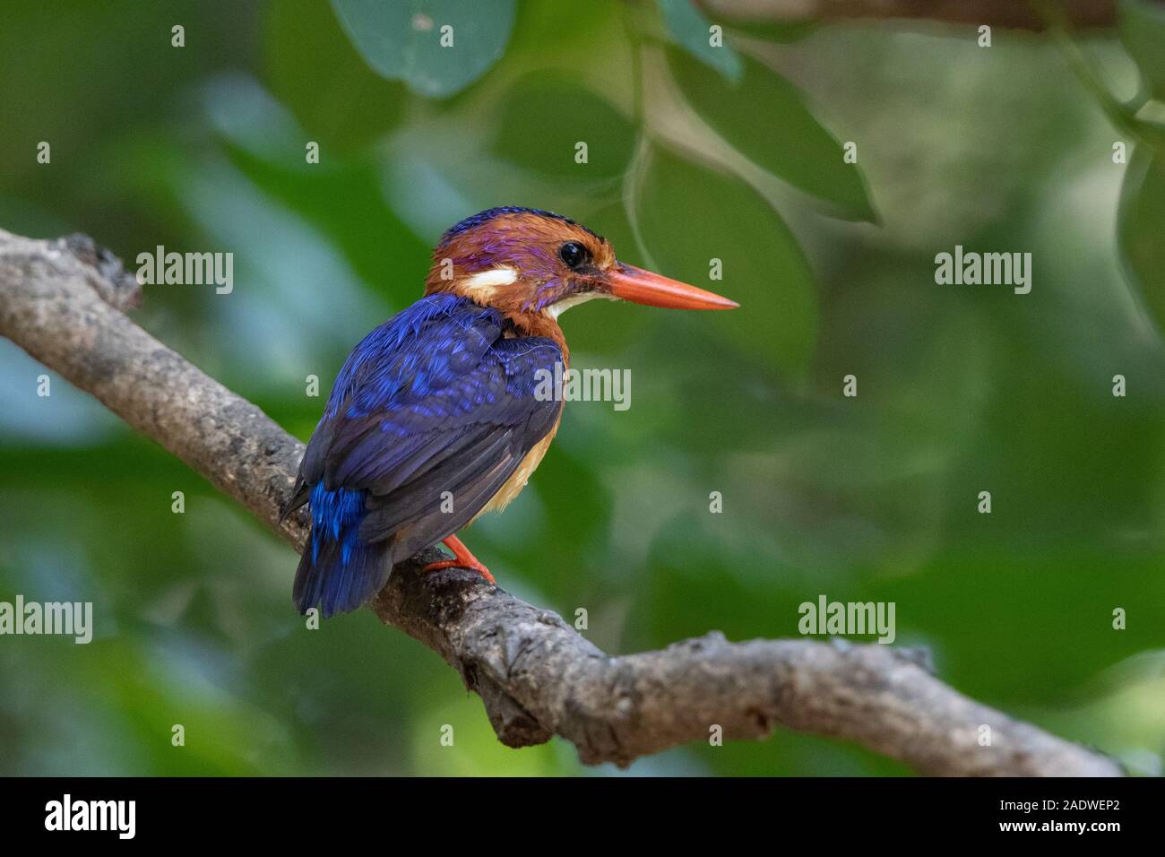 Pygmy Kingfisher, Ceyx pictus, The Gambia, West Africa Stock Photo
