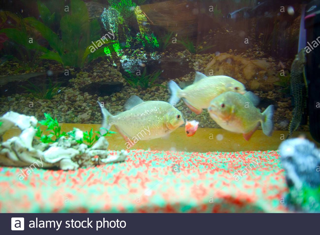 Hamed S Piranhas In An Aquarium Eating A Gold Fish Dubai Uae