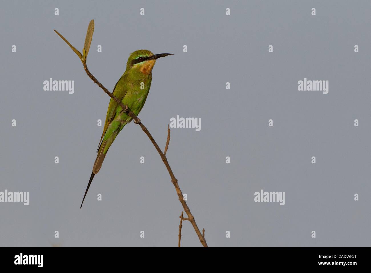 Blue cheeked Bee-eater, Merops persicus, The Gambia, West Africa Stock Photo
