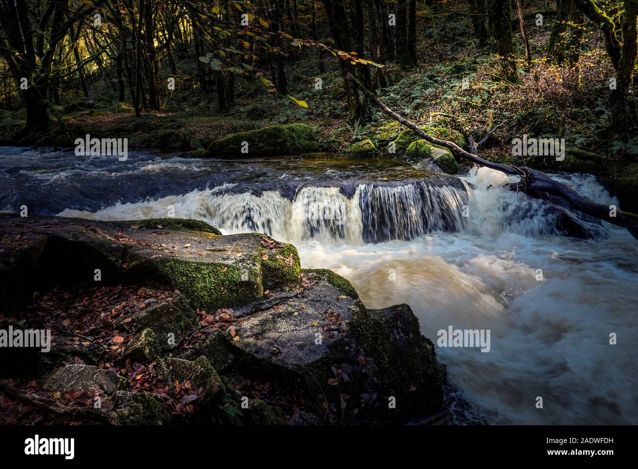 The River Fowey at Golitha Falls in an autumnal Draynes Wood an ancient woodland in Cornwall. Stock Photo