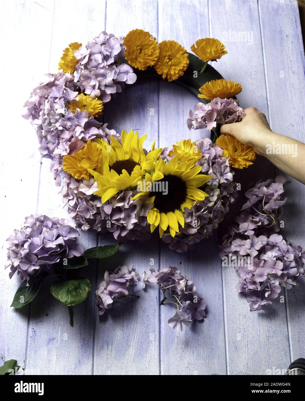 Close-up of hands attaching sunflowers and mauve hydrangeas to an oasis ring Stock Photo