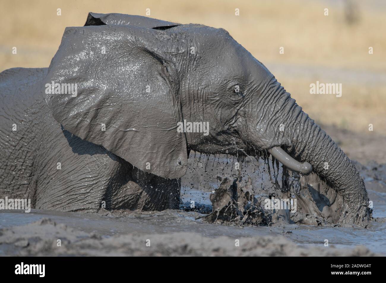 Elephant taking a complete mud bath in Moremi NP (Khwai), Botswana Stock Photo