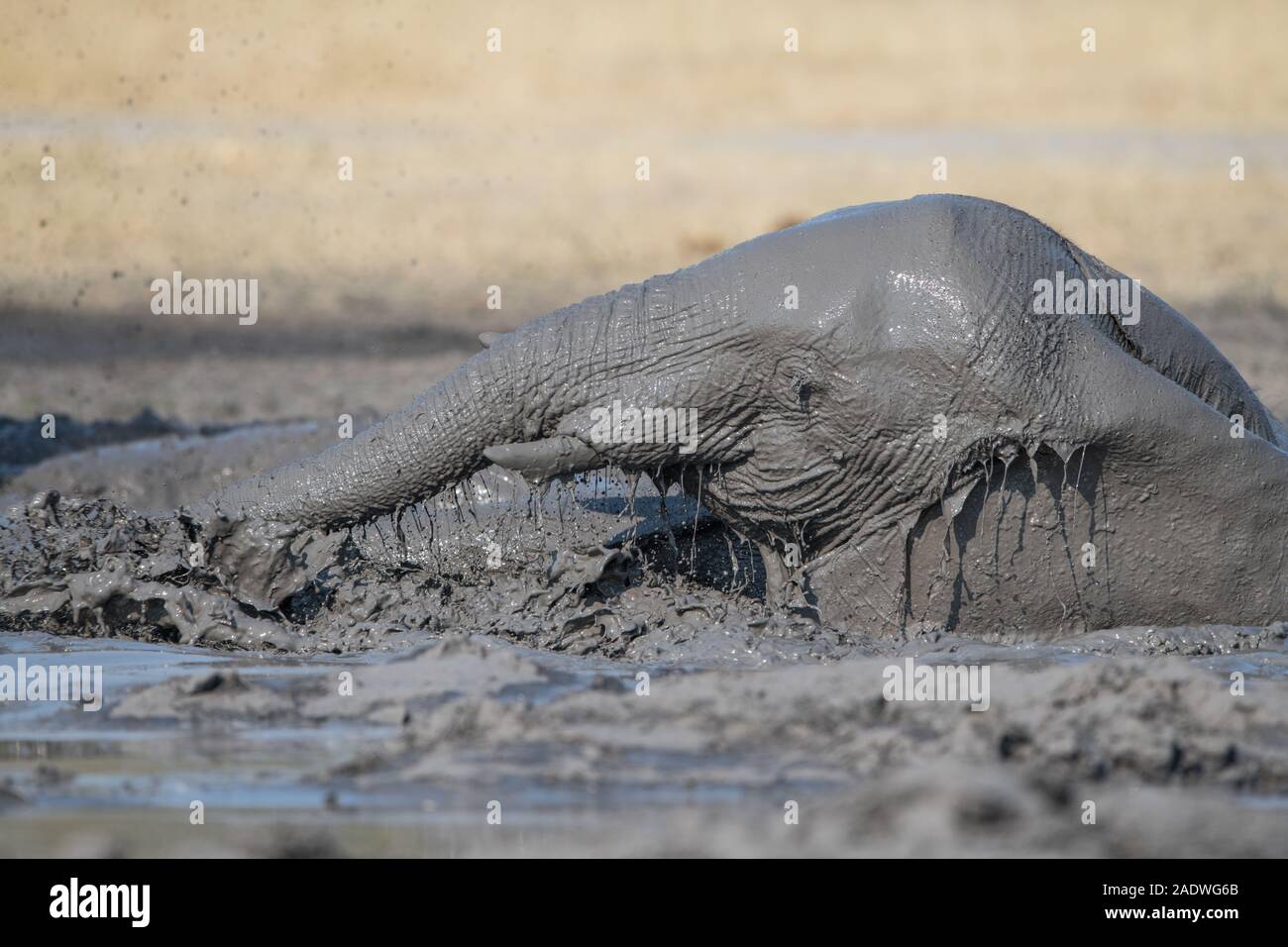 Elephant taking a complete mud bath in Moremi NP (Khwai), Botswana Stock Photo