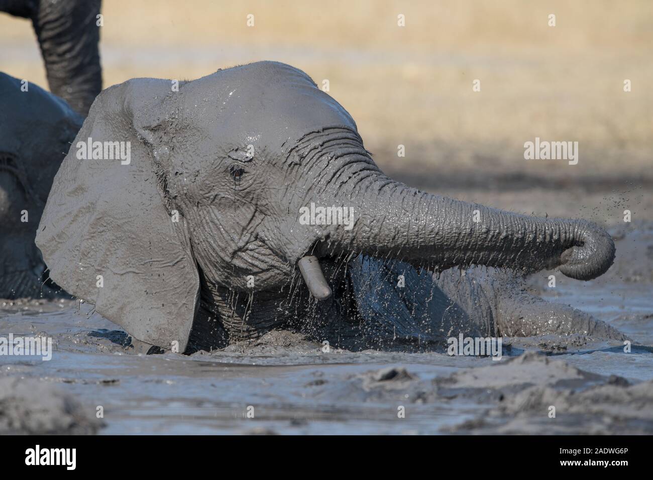 Elephant taking a complete mud bath in Moremi NP (Khwai), Botswana Stock Photo