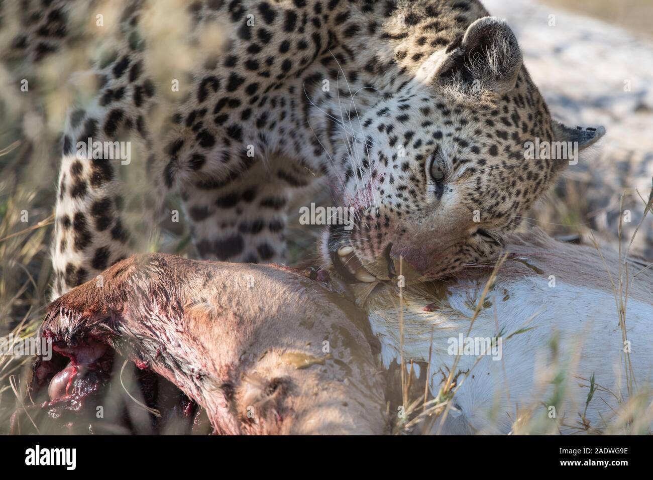 Female leopard (panthera pardus) with impala kill in Moremi NP (Khwai), Botswana Stock Photo