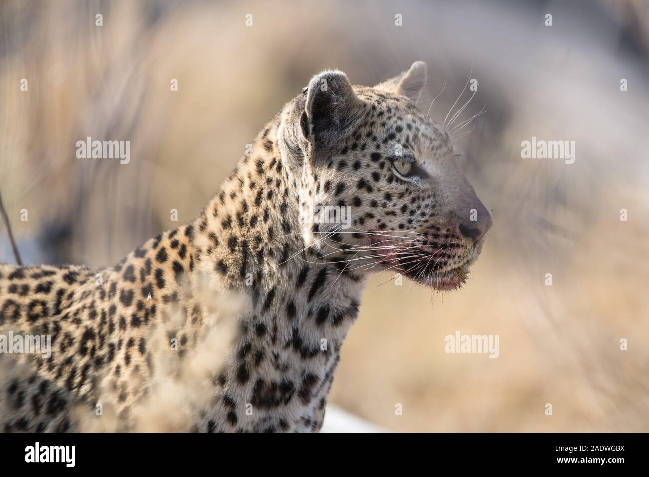 Female leopard (panthera pardus) with impala kill in Moremi NP (Khwai), Botswana Stock Photo