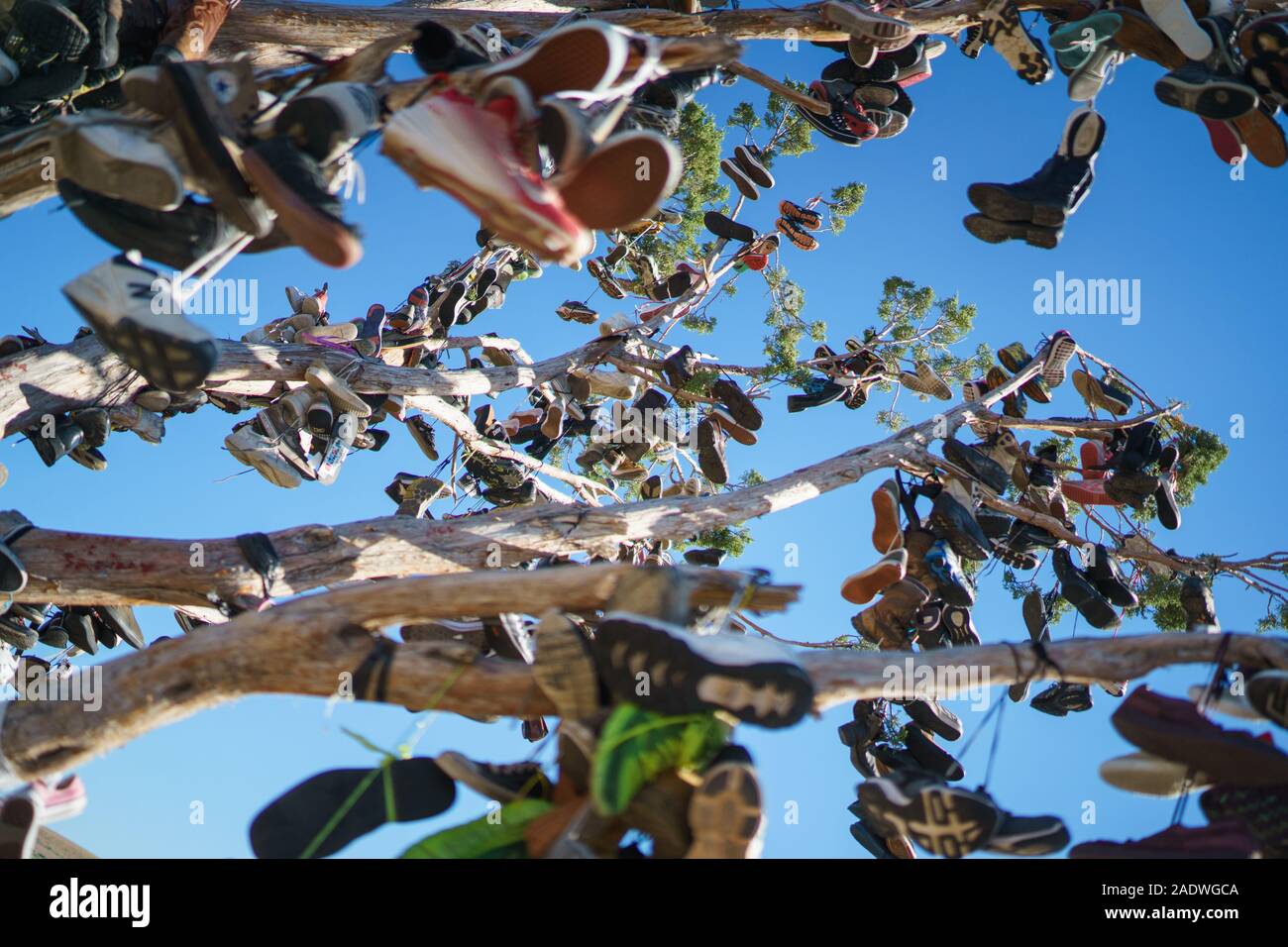 Shoe Tree at Hallelujah Junction on Highway 395, south of Susanville, California, north of Reno, Nevada. Stock Photo