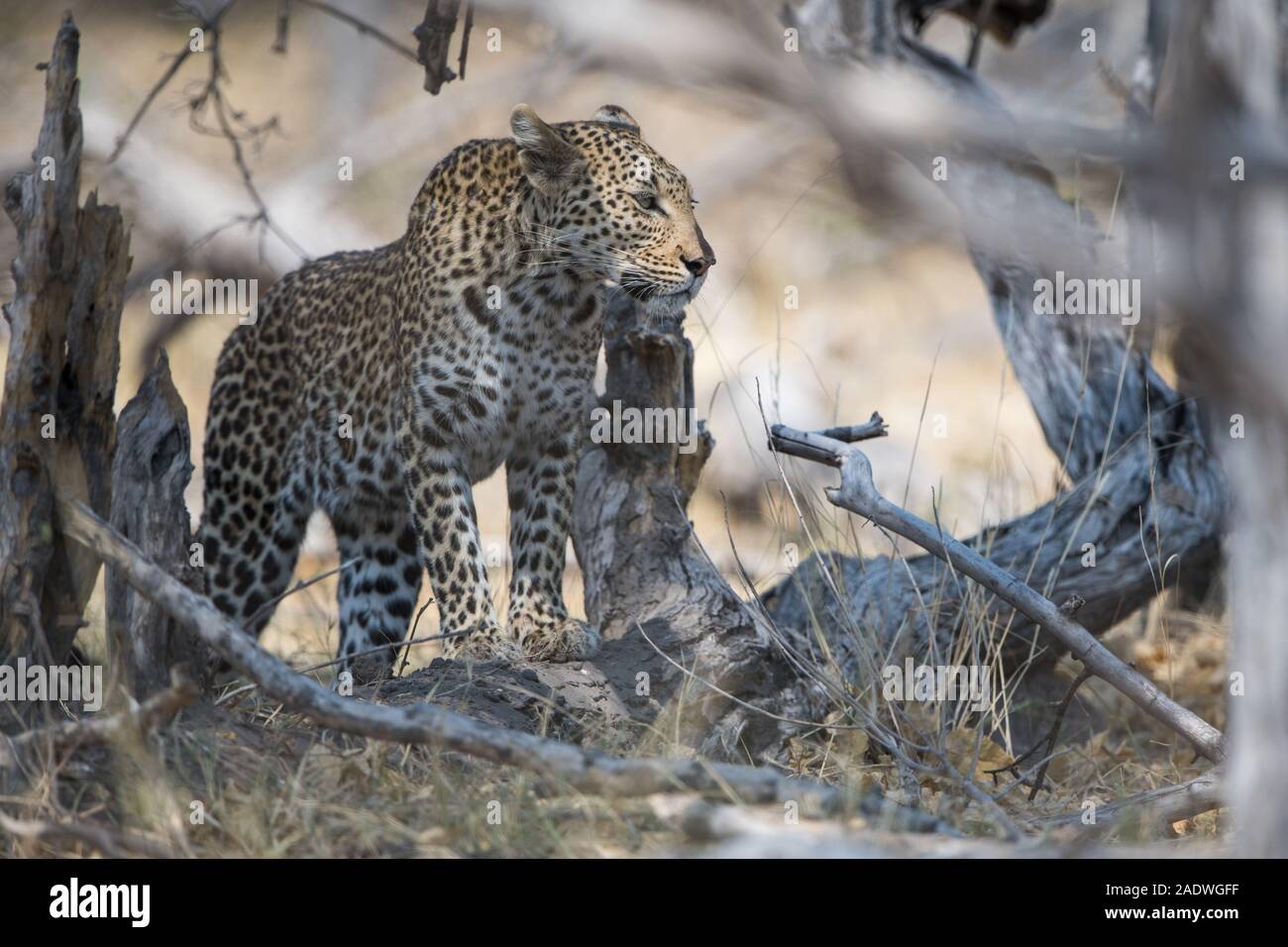 Young female leopard (panthera pardus) just before she jumps into tree in Moremi NP (Khwai), Botswana Stock Photo