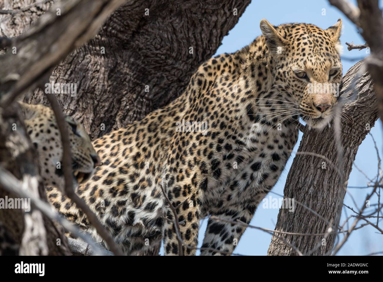 Two female leopards (panthera pardus) in tree in Moremi NP (Khwai), Botswana Stock Photo