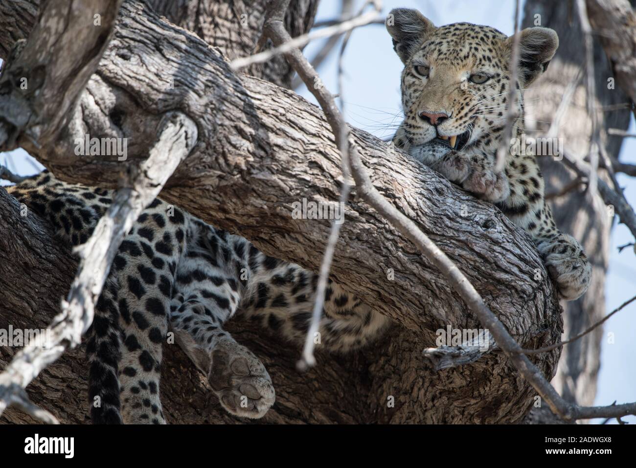 Beautiful leopard (panthera pardus) in tree in Moremi NP (Khwai), Botswana Stock Photo