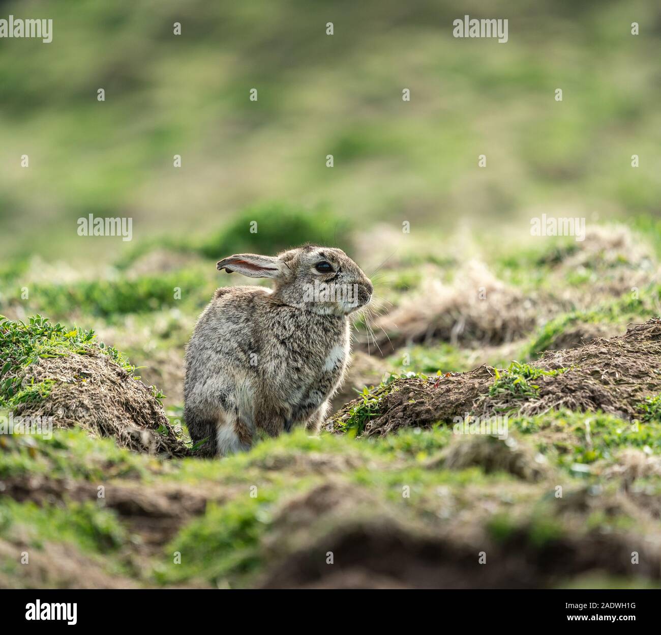 Skomer Rabbits Rabbit on Skomer Island Stock Photo - Alamy