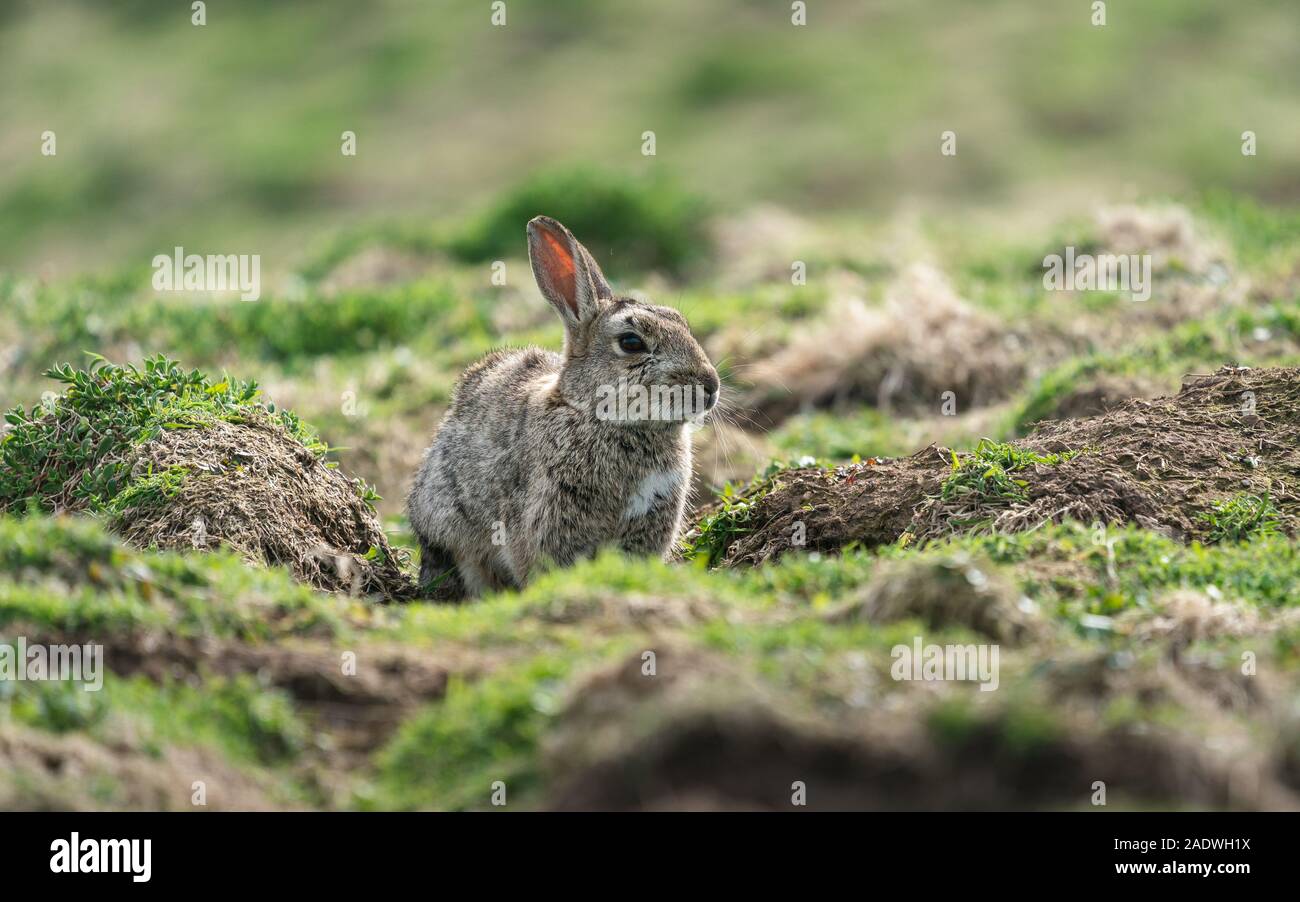 Skomer Rabbits Rabbit on Skomer Island Stock Photo - Alamy