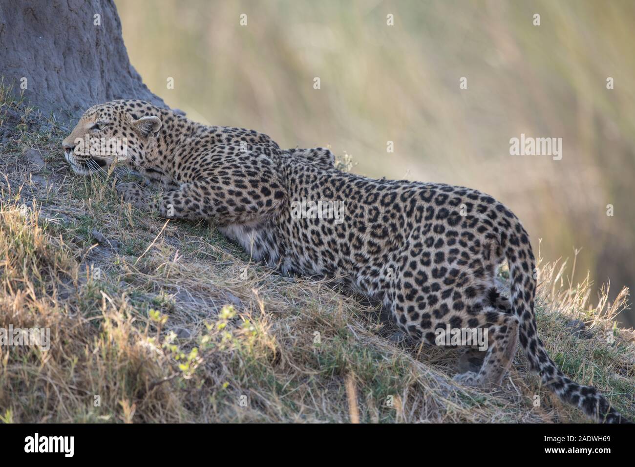 Leopard (panthera pardus) at termite mound in Moremi NP (Khwai area), Botswana Stock Photo