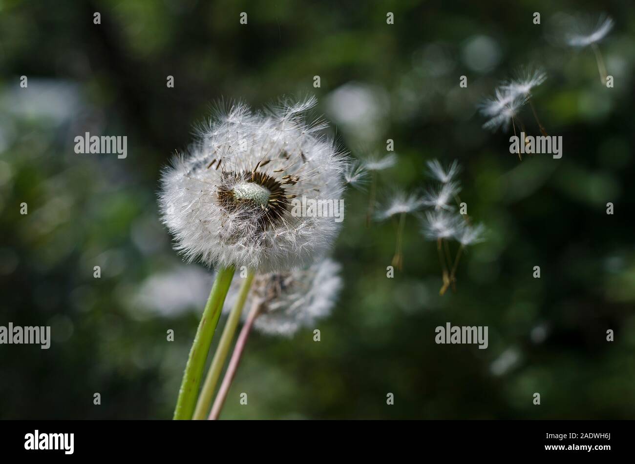 Dandelion with seeds flying in the wind against a natural green background.Summer, maturity. Stock Photo