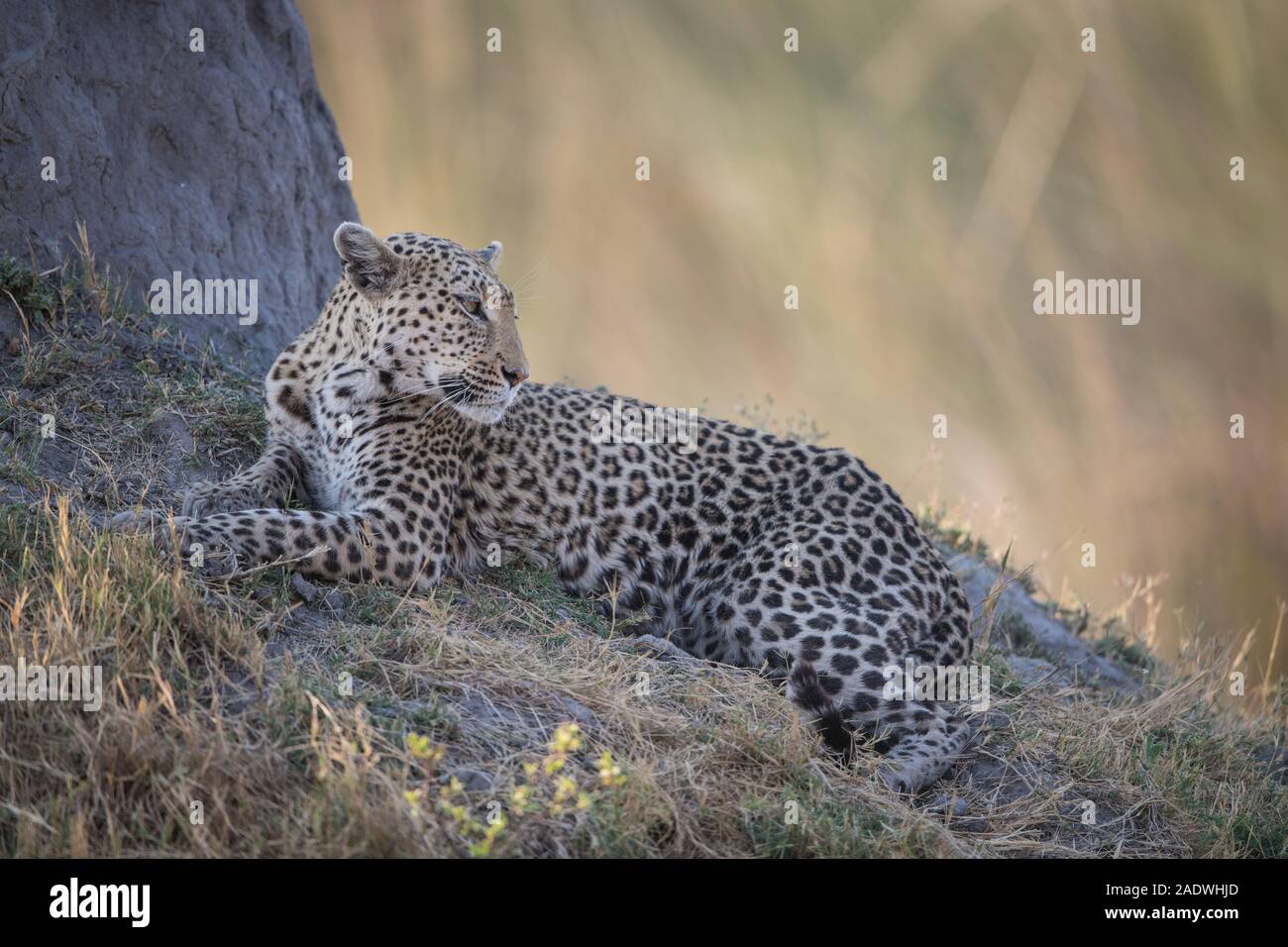 Leopard (panthera pardus) at termite mound in Moremi NP (Khwai area), Botswana Stock Photo