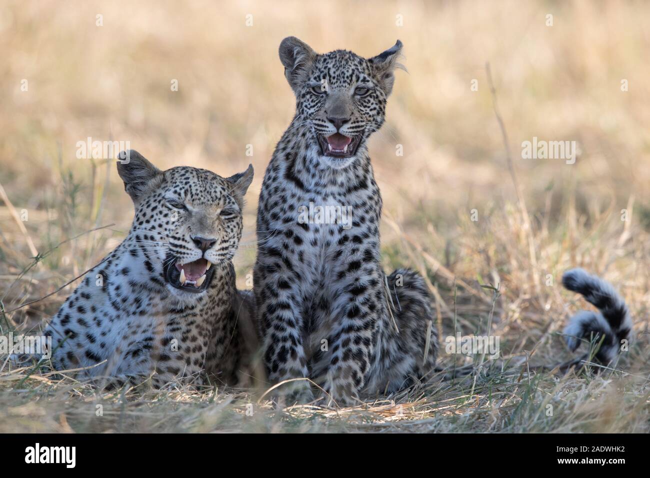 Leopard (panthera pardus) with young cub in Moremi NP (4th bridge), Botswana Stock Photo