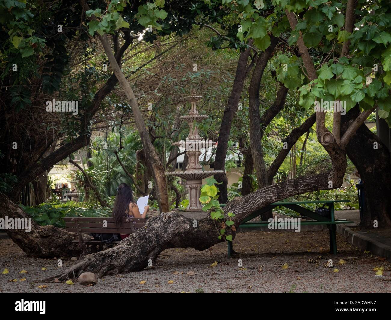 trees in the garden of a university in the city of Fortaleza Ceará Brazil Stock Photo