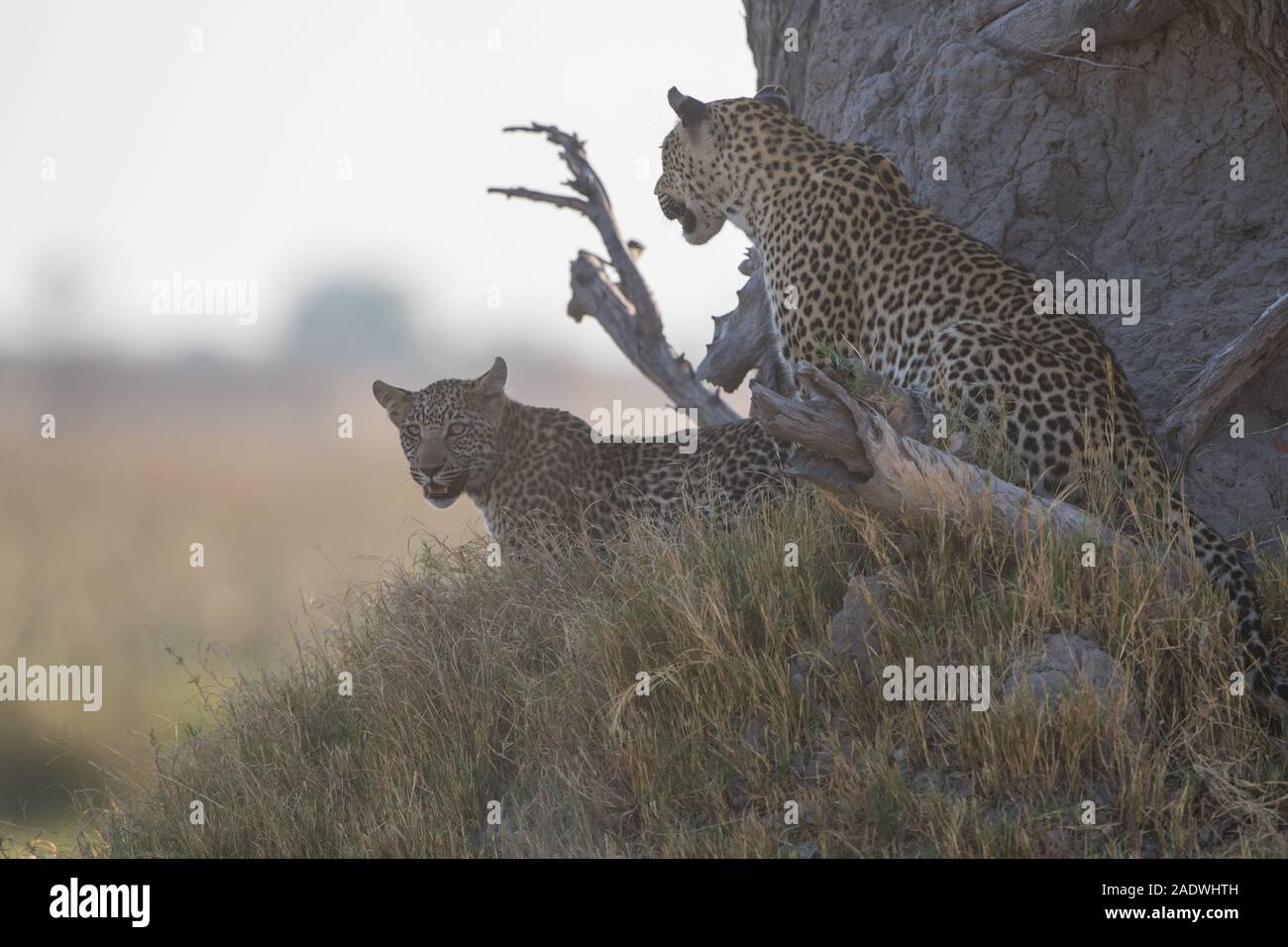 Leopard (panthera pardus) with young cub in Moremi NP (4th bridge), Botswana Stock Photo