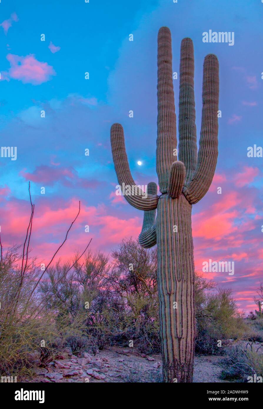 Saguaro cactus near phoenix hires stock photography and images Alamy