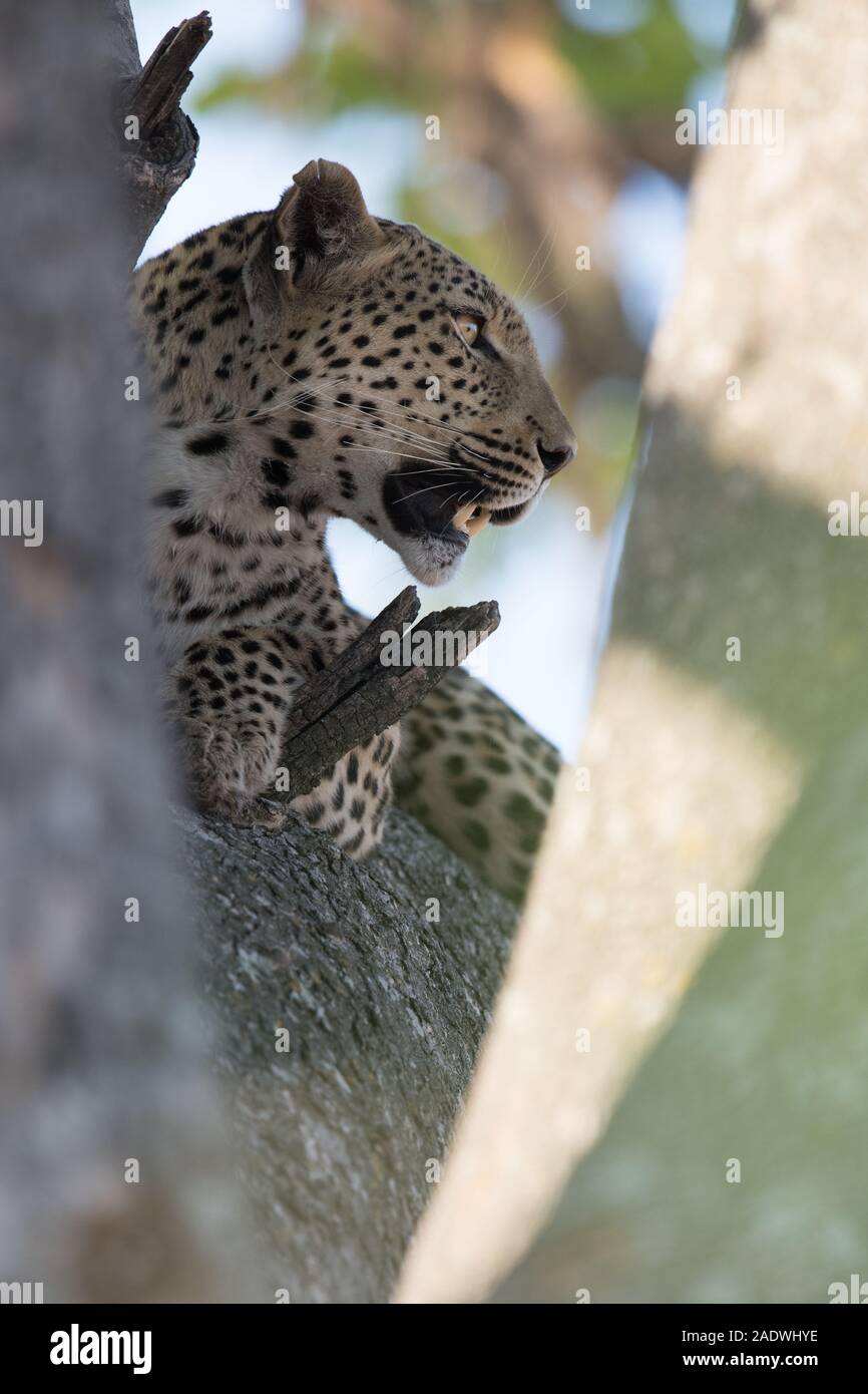 Leopard in sausage tree in Moremi NP (4th bridge), Botswana Stock Photo