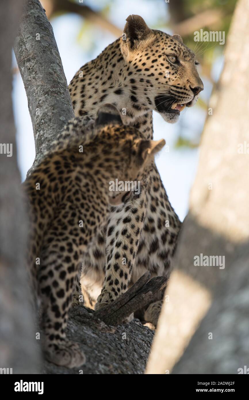 Leopard with cub in sausage tree in Moremi NP (4th bridge), Botswana Stock Photo