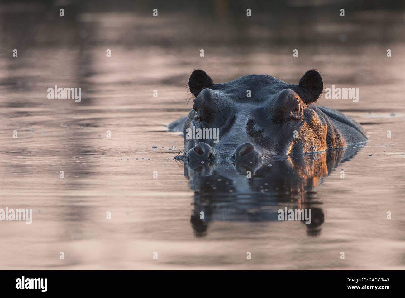 Portrait of a hippo in water in late afternoon light. Moremi NP (Khwai river), botswana Stock Photo