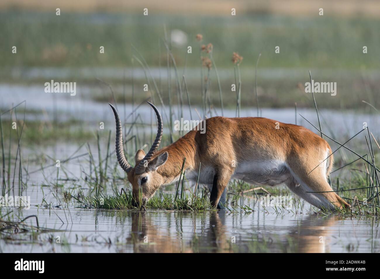 Red lechwe eating reeds in river in Moremi NP (Khwai river), Botswana Stock Photo
