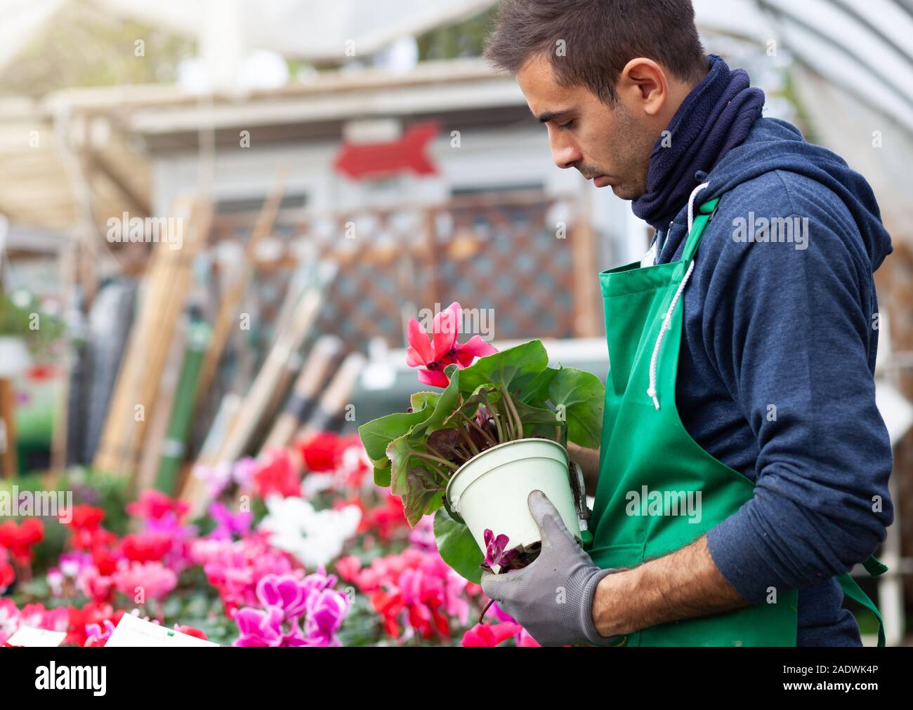 Gardener in a greenhouse transplant cyclamens for sale. Gardening work done in the nursery. Stock Photo