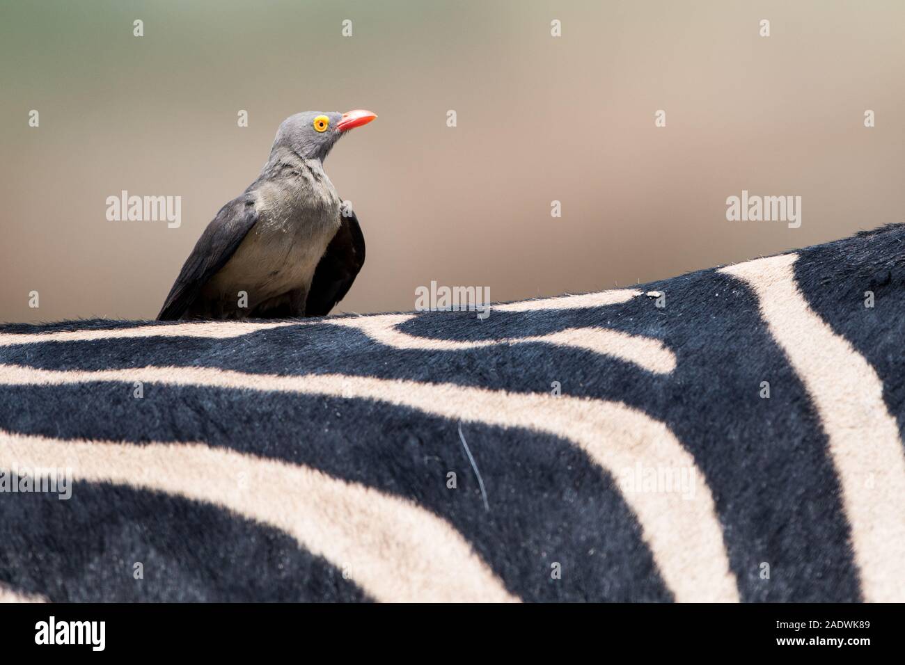 Yellow billed oxpecker sitting on back of zebra in Moremi NP (Khwai), Botswana Stock Photo
