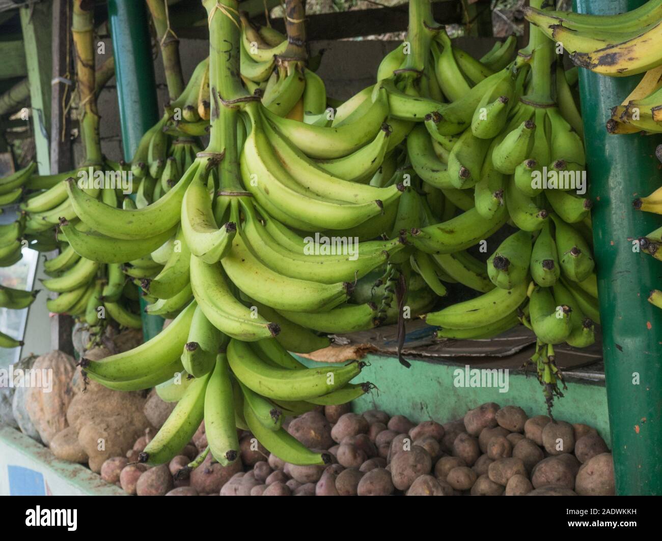 Bananas in colombia hi-res stock photography and images - Alamy