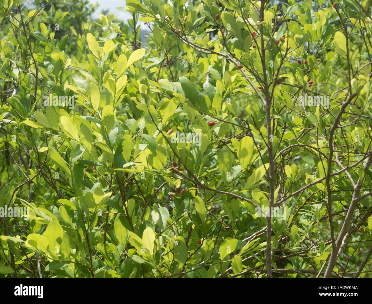 Coca plants in Colombia Stock Photo