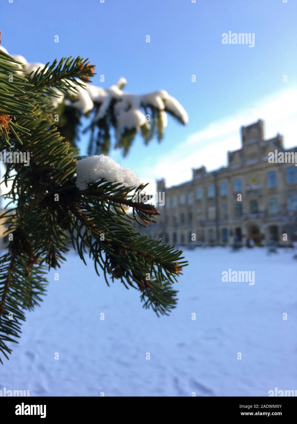 The branches of the pine tree are covered with snow Stock Photo - Alamy