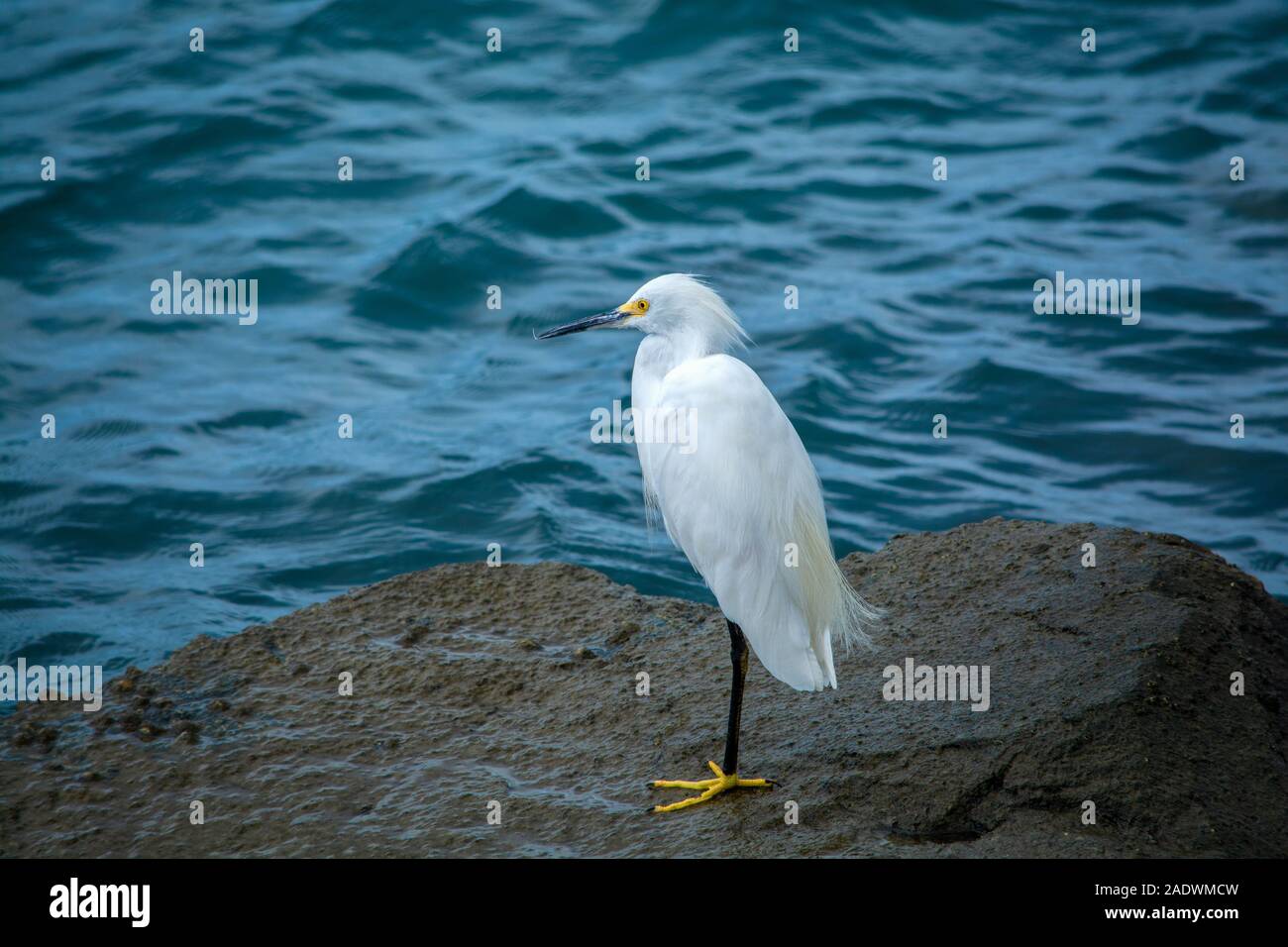 Snowy egret by the sea. Portrait of a heron with yellow feet and yellow eyes. Sea view, Florida. Stock Photo