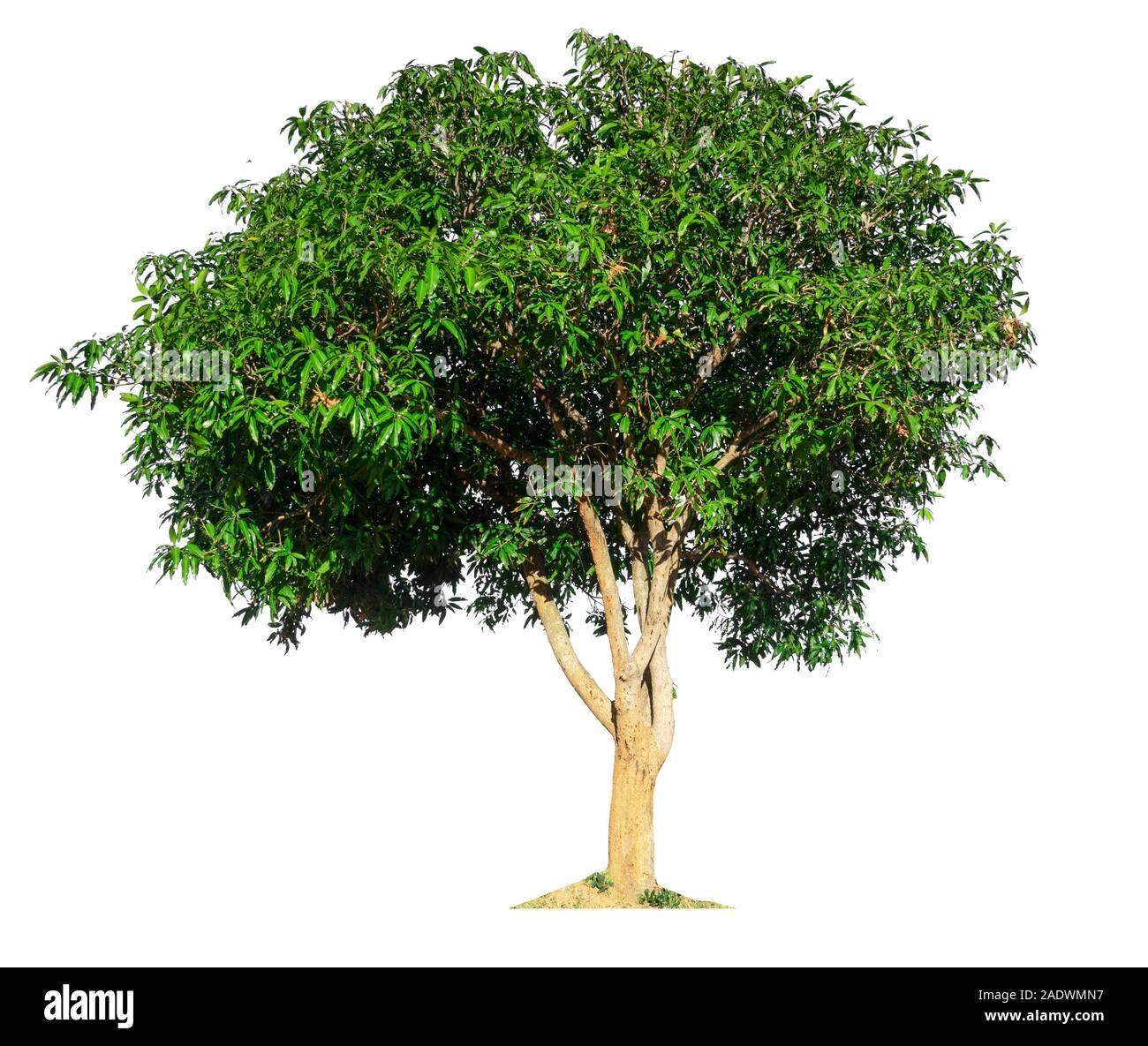 isolated mango tree on white background with clipping path Stock Photo
