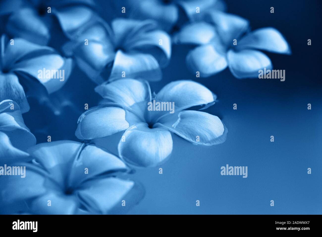 Beautiful Frangipani Plumeria Flowers Floating In Water Toned In Blue Color Stock Photo Alamy Beautiful Frangipani Plumeria Flowers Floating In Water Toned In Blue Color Stock Photo Alamy
