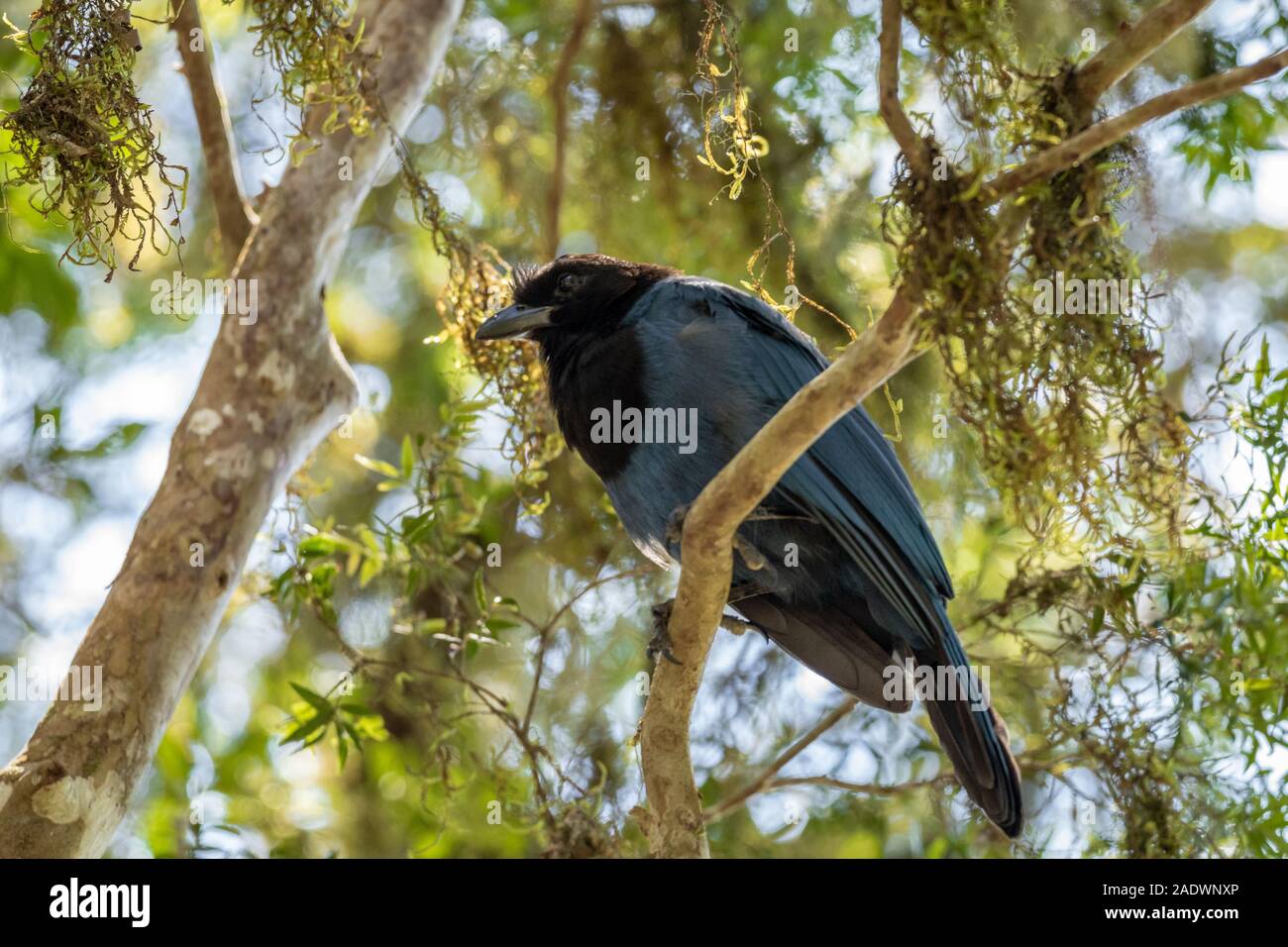 blue and black bird in the Aparados da Serra national park in the state of Rio Grande do Sul in southern Brazil Stock Photo