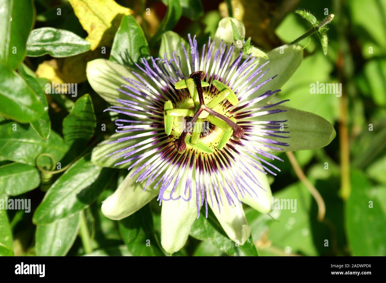 English country garden flowers in bloom Stock Photo