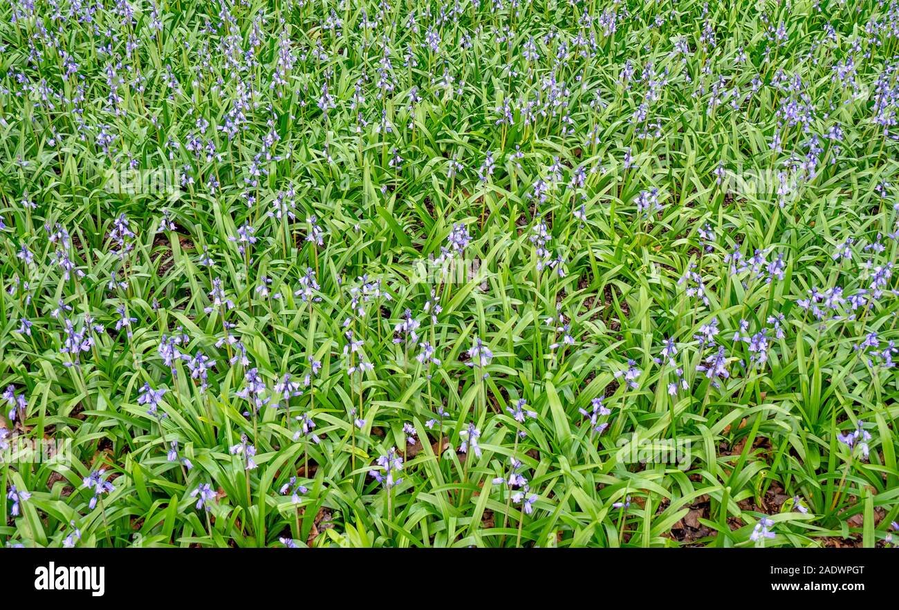 Spanish bluebells Hyacinthoides hispanica Stock Photo