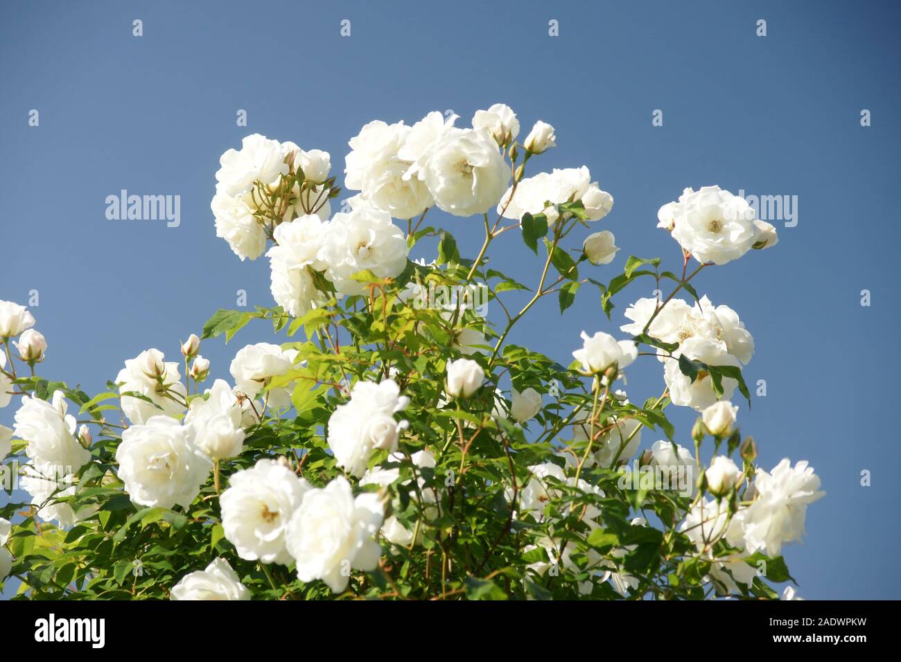 English country garden flowers in bloom Stock Photo