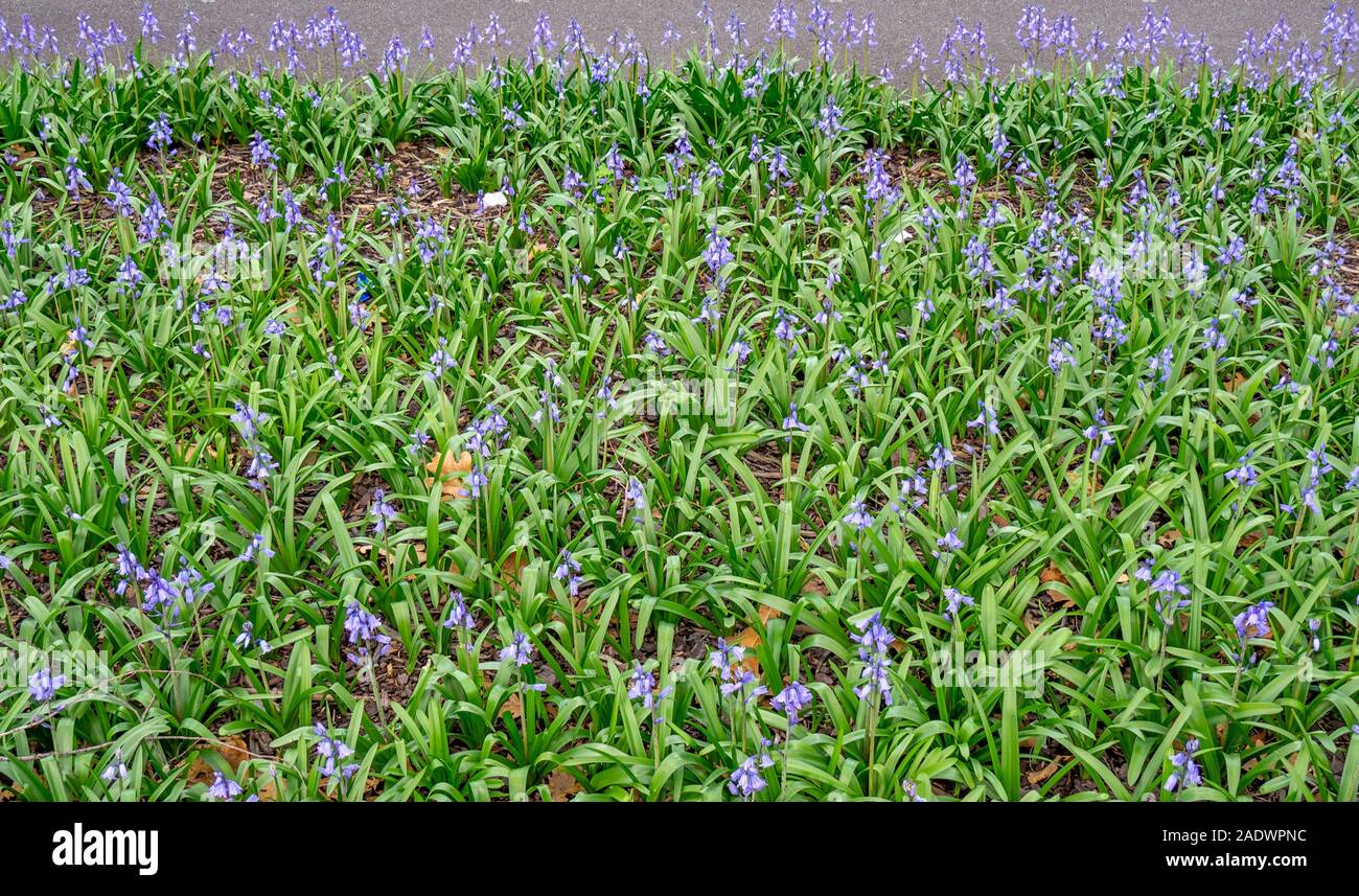 Spanish bluebells Hyacinthoides hispanica Stock Photo