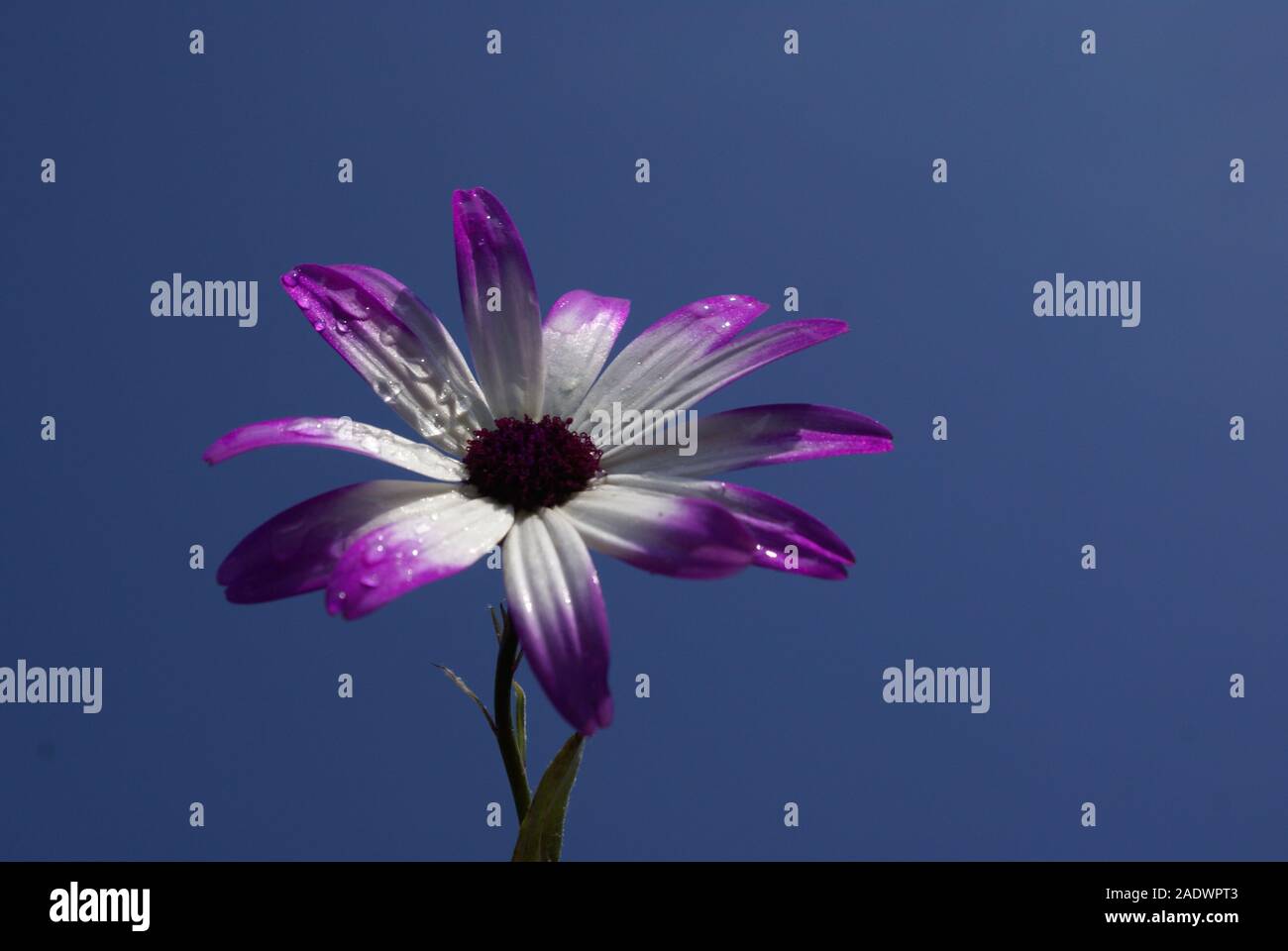 English country garden flowers in bloom Stock Photo