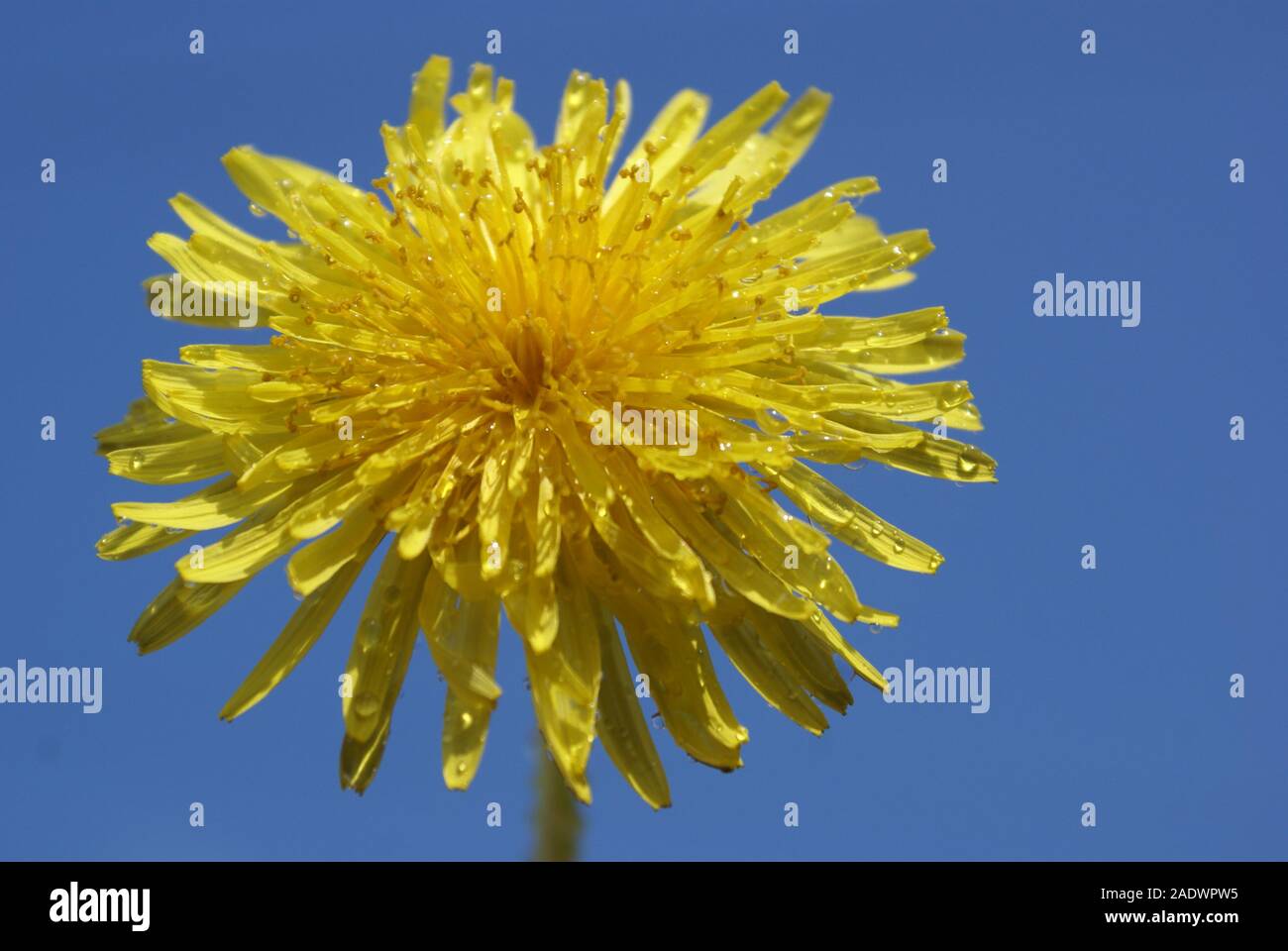 Garden weeds beautiful hi-res stock photography and images - Alamy