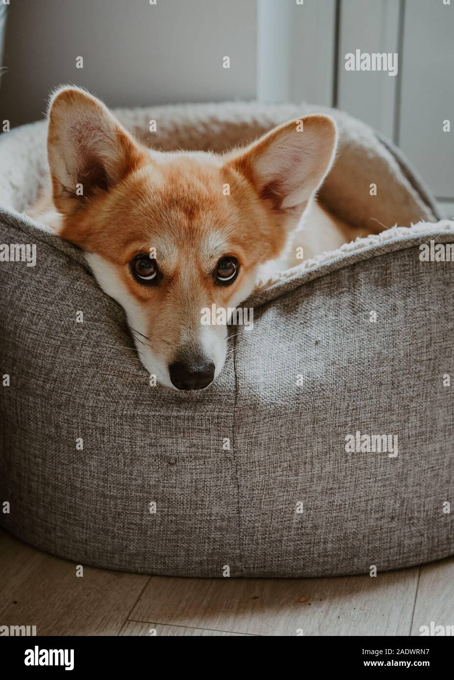 Corgi in cheap bed