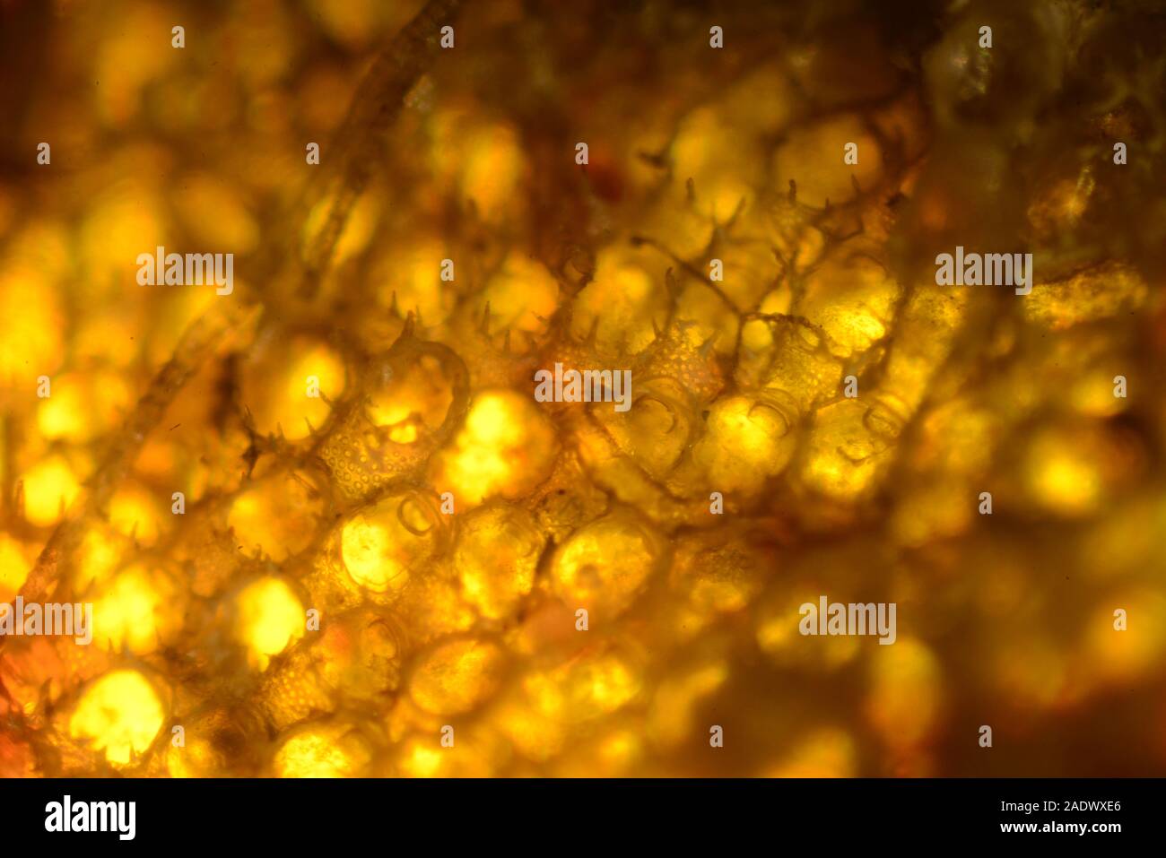 Natural sponge microscope hires stock photography and images Alamy