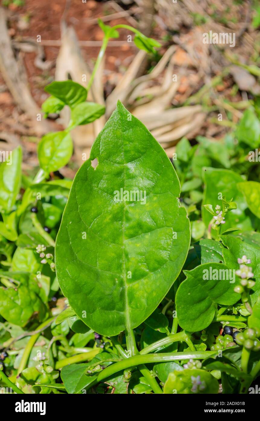 Vine Spinach Leaf Stock Photo