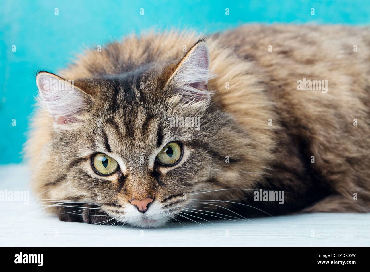 Siberian long haired cat close up. Blue background. Stock Photo