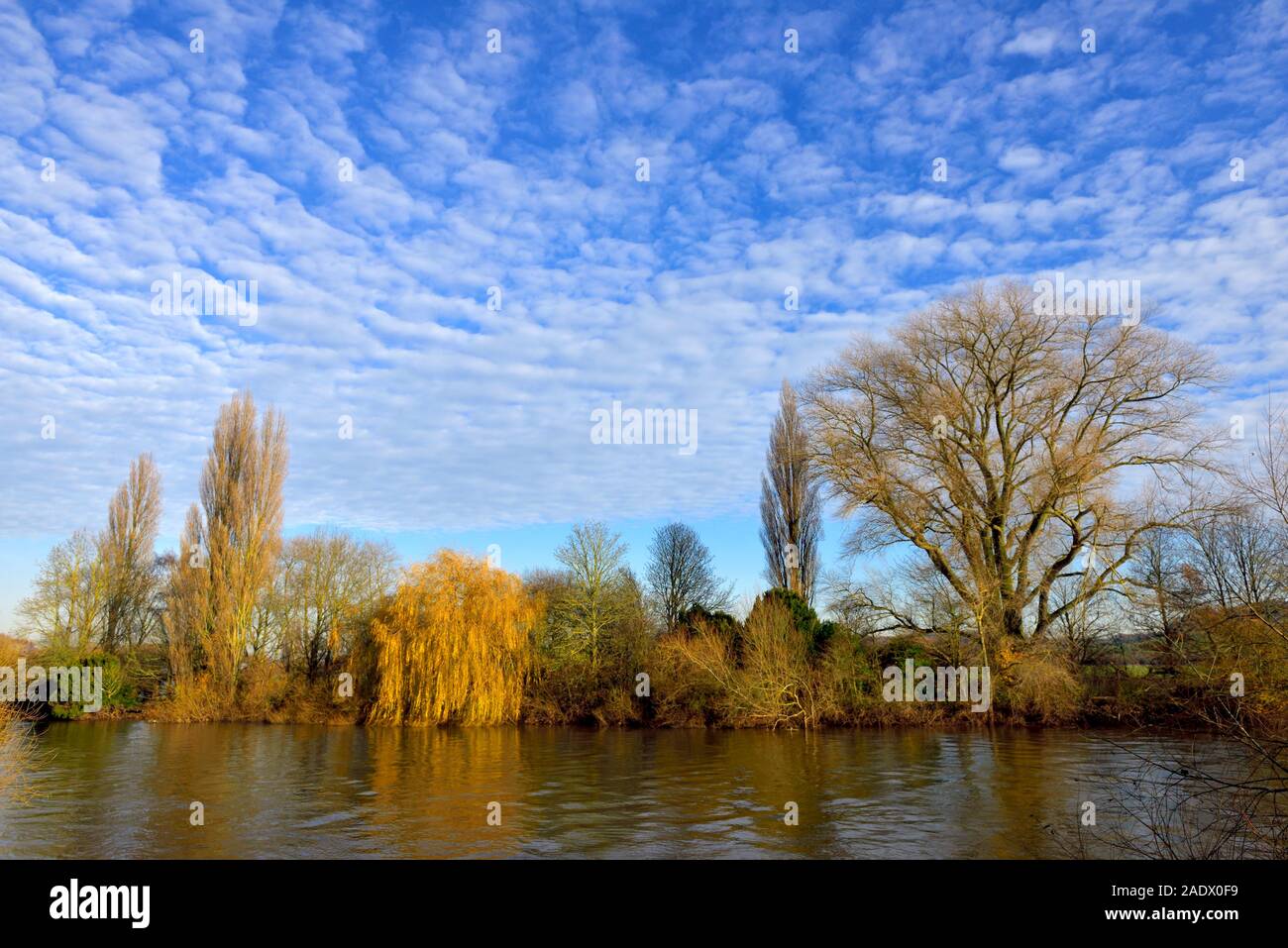 Autumnal trees on the river bank,River Trent,Nottingham,England,UK Stock Photo