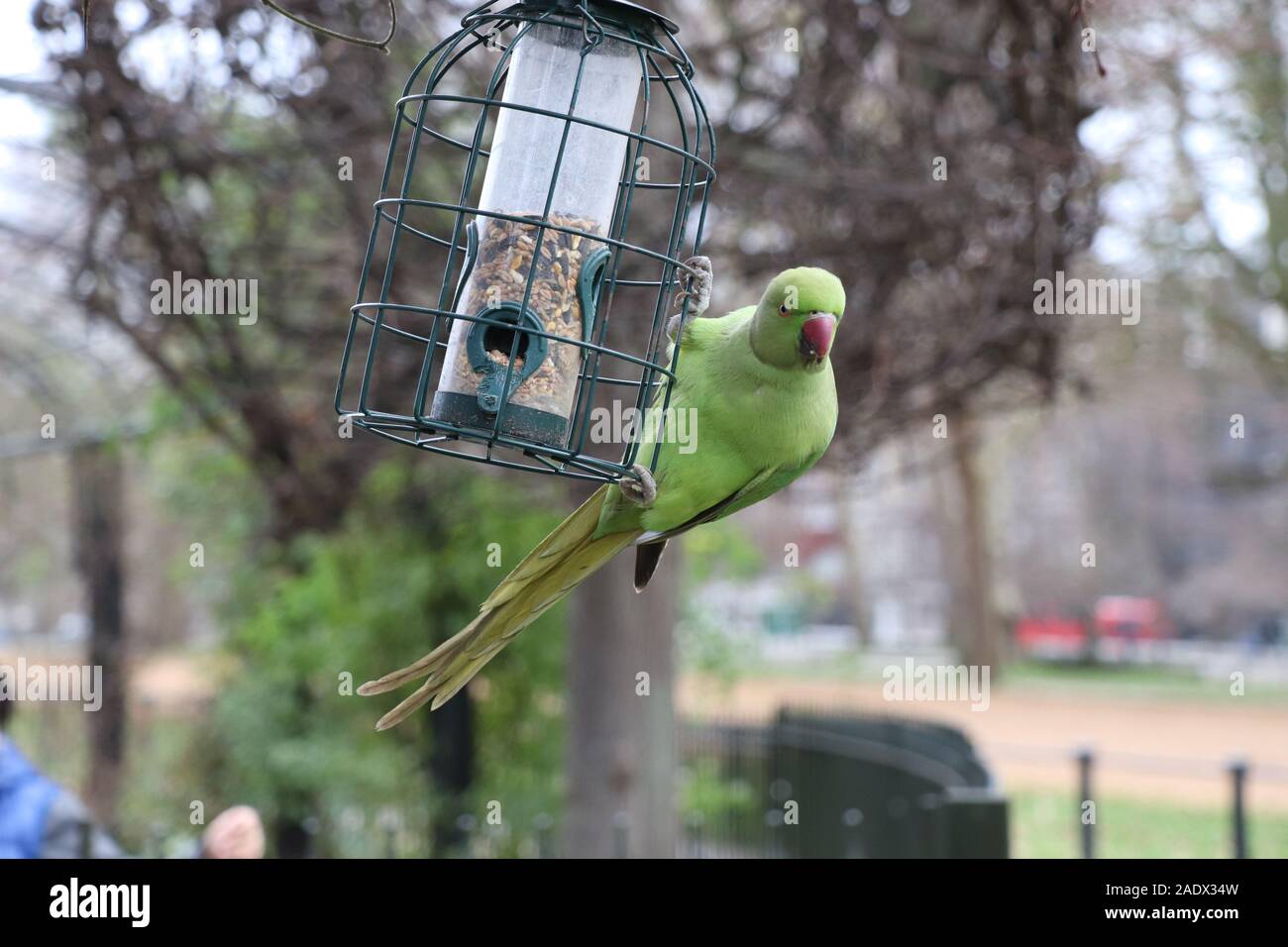 Parrot in Hyde Park, London Stock Photo
