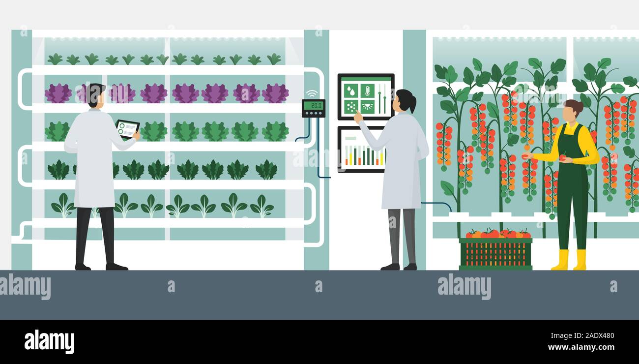 Indoors hydroponics vertical farming with workers checking plants and harvesting, smart agriculture concept Stock Vector