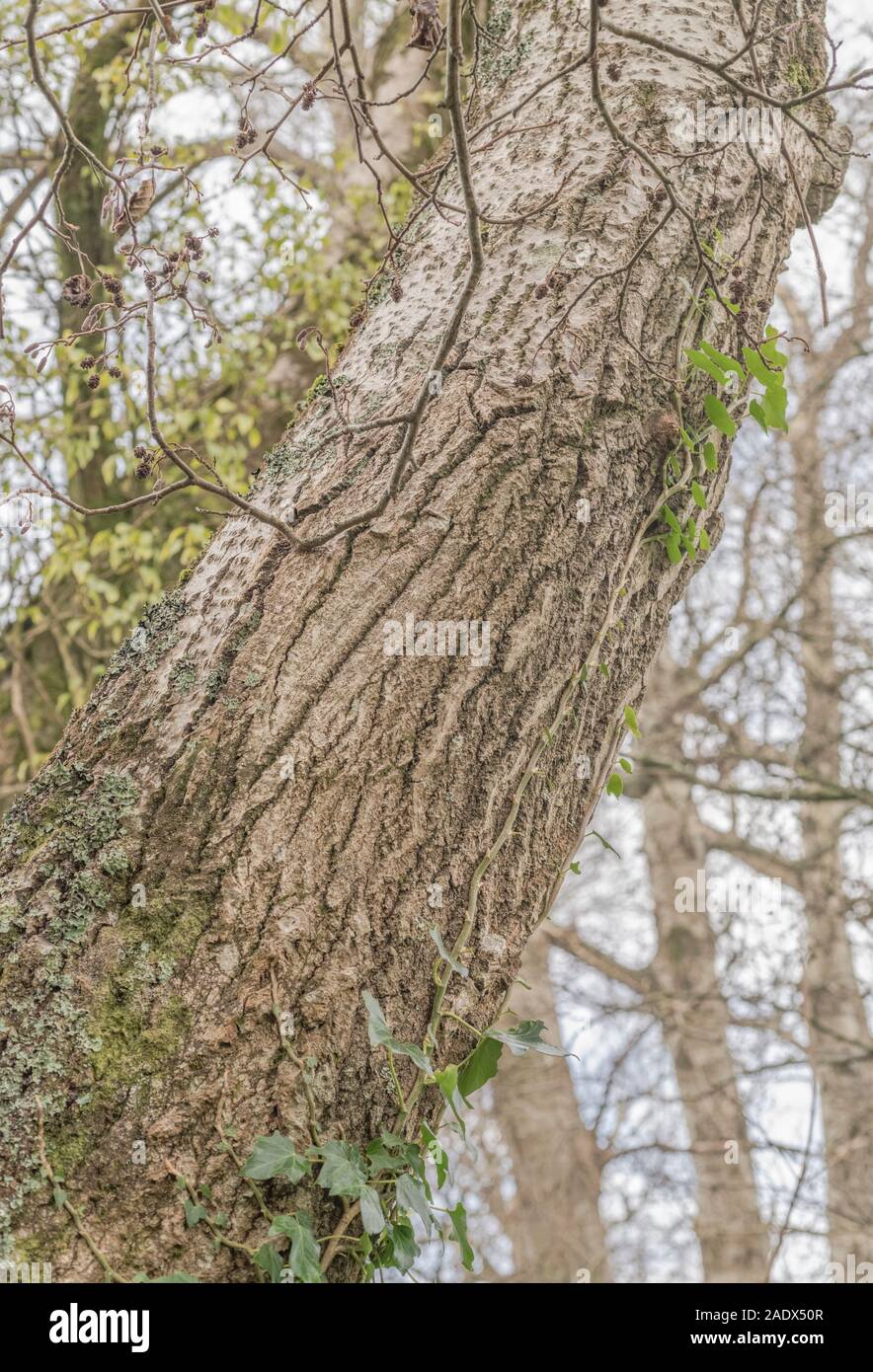White Poplar / Populus alba bark age sequence. Prefers moist ground